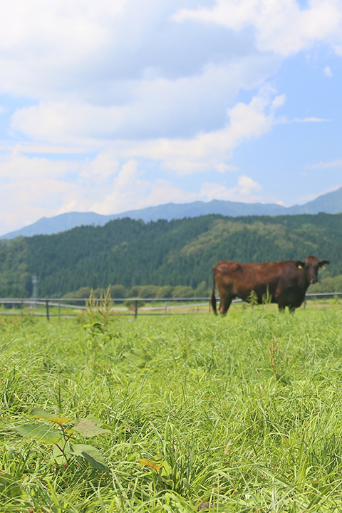 肉の豚金